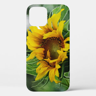 Zonnebloem iPhone 12 Hoesje