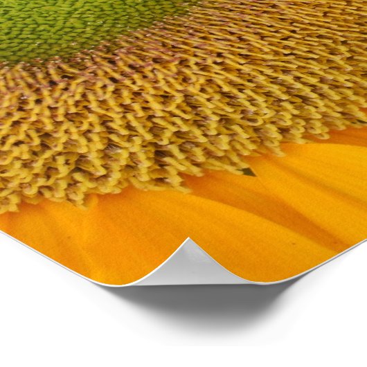 Zonnebloem centrum en bloemblaadjes van dichtbij poster (Hoek)