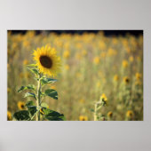 Zonnebloem Dag Poster (Voorkant)