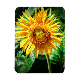 Zonnebloem Delight Magneet