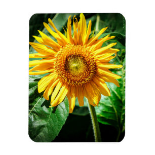 Zonnebloem Delight Magneet