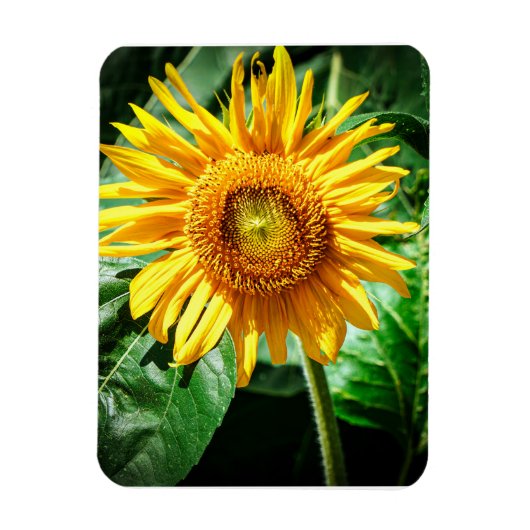 Zonnebloem Delight Magneet (Verticaal)