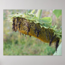 Zonnebloem dicht bij