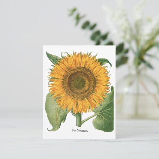  zonnebloem door Basilius Besler (Staand voorkant)