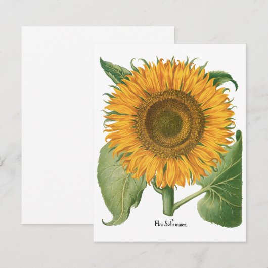  zonnebloem door Basilius Besler (Voorkant / Achterkant)