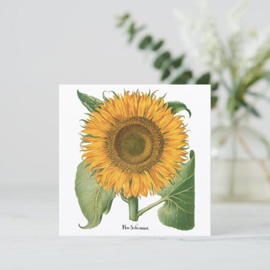 Zonnebloem door Basilius Besler (Staand voorkant)