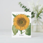  zonnebloem door Basilius Besler Briefkaart (Staand voorkant)