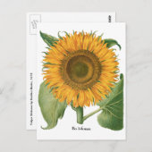  zonnebloem door Basilius Besler Briefkaart (Voorkant / Achterkant)