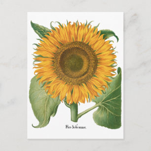  zonnebloem door Basilius Besler Briefkaart