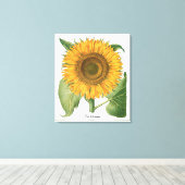 zonnebloem door Basilius Besler Canvas Afdruk (Insitu (Houten vloer))