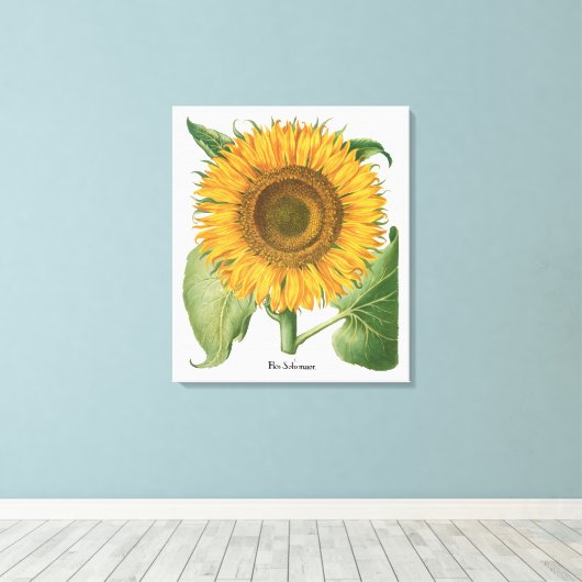 zonnebloem door Basilius Besler Canvas Afdruk (Insitu (Houten vloer))