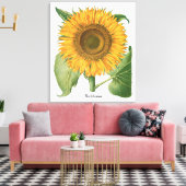 zonnebloem door Basilius Besler Canvas Afdruk (Insitu (Woonkamer))