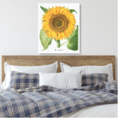  zonnebloem door Basilius Besler Canvas Afdruk (Insitu (Slaapkamer))