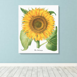 Zonnebloem door Basilius Besler Canvas Afdruk