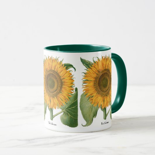  zonnebloem door Basilius Besler Mok (Voorkant rechts)