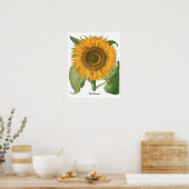 zonnebloem door Basilius Besler Poster (Keuken)