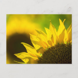 Zonnebloem Elegantie Ansichtkaart Briefkaart