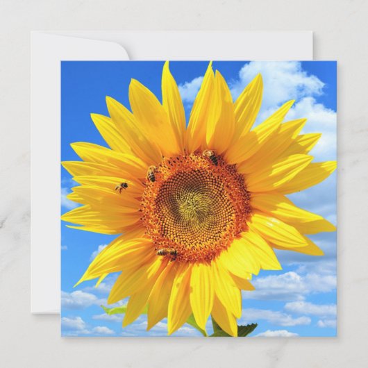 Zonnebloem en bijen Kaart (Voorkant)