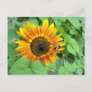 Zonnebloem en blauwe bijen briefkaart