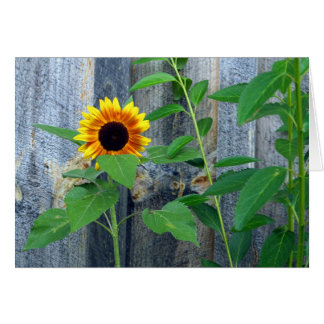Zonnebloem en houten muur