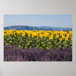 Zonnebloem- en lavendelbloemenveld, poster
