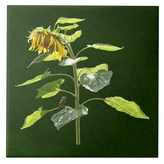 Zonnebloem en Mus Tegeltje (Voorkant)