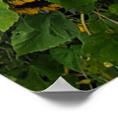 Zonnebloem en ochtendglorische fotografie Voeg Cit Poster (Hoek)