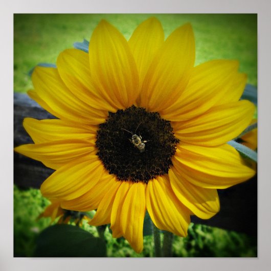 Zonnebloem en Poster van bijen (Voorkant)