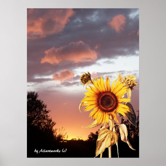 ZONNEBLOEM EN ROZE ZOMERZONSONDERGANG POSTER (Voorkant)