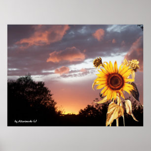 ZONNEBLOEM EN ROZE ZOMERZONSONDERGANG POSTER