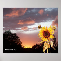 ZONNEBLOEM EN ROZE ZOMERZONSONDERGANG