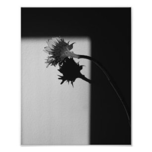 Zonnebloem en schaduw - Zwarte en witte foto Afdruk
