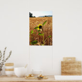 Zonnebloem en tarwe poster (Keuken)