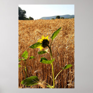 Zonnebloem en Tarwe Poster
