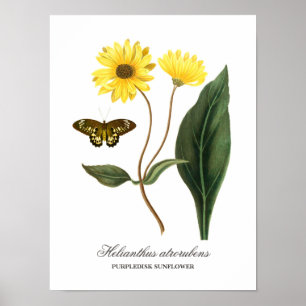 zonnebloem en vlinder poster