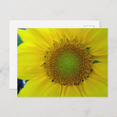 Zonnebloem en zaaigoed, spiraal, goudverhouding briefkaart (Voorkant / Achterkant)