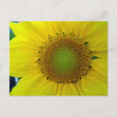 Zonnebloem en zaaigoed, spiraal, goudverhouding briefkaart (Voorkant)