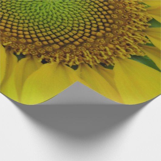 Zonnebloem en zaaigoed, spiraal, goudverhouding cadeaupapier (Hoek)