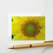 Zonnebloem en zaaigoed, spiraal, goudverhouding