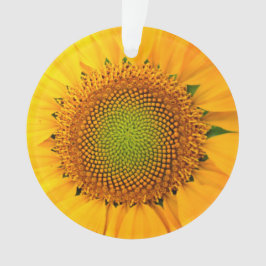 Zonnebloem en zaaigoed, spiraal, goudverhouding ornament