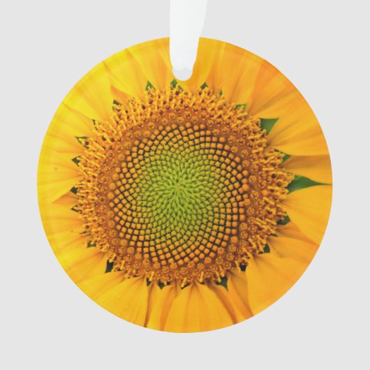 Zonnebloem en zaaigoed, spiraal, goudverhouding ornament (voorkant)