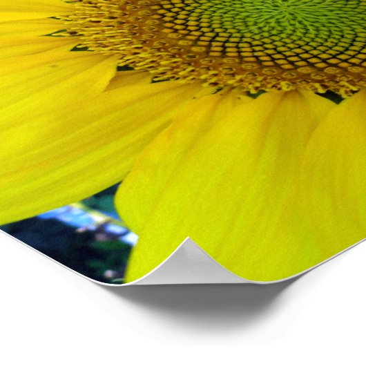 Zonnebloem en zaaigoed, spiraal, goudverhouding poster (Hoek)