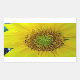 Zonnebloem en zaaigoed, spiraal, goudverhouding rechthoekige sticker