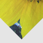 Zonnebloem en zaaigoed, spiraal, goudverhouding tissuepapier (Detail)