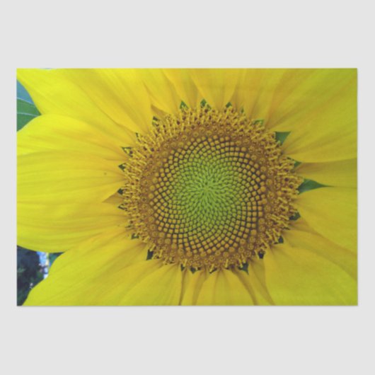 Zonnebloem en zaaigoed, spiraal, goudverhouding tissuepapier (Voorkant)