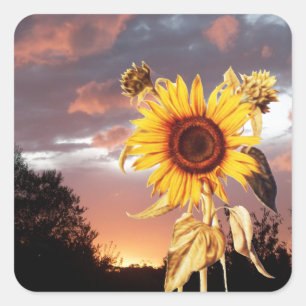 ZONNEBLOEM EN ZOMERZONSONDERGANG VIERKANTE STICKER