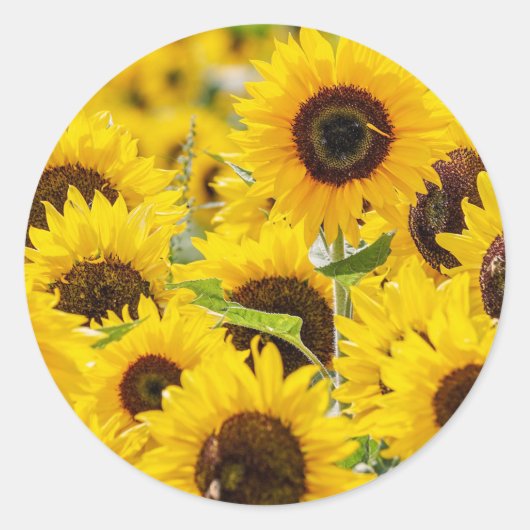 Zonnebloem envelop afdichting Stickers (Voorkant)