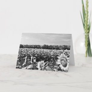 Zonnebloem Festival Blank Groet Kaart