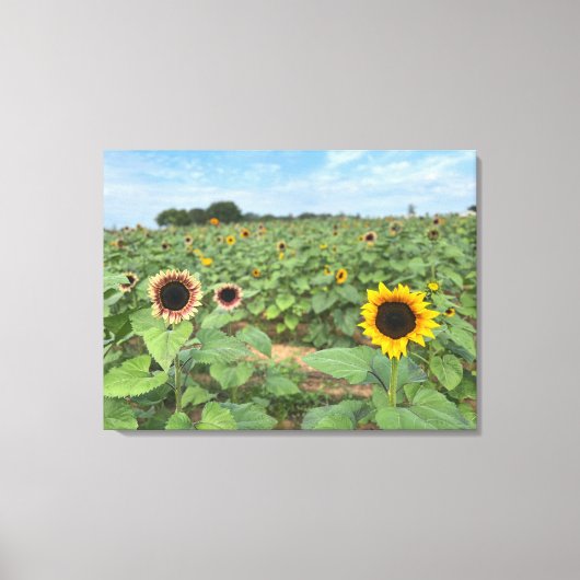 Zonnebloem Field Natuur Foto Canvas Afdruk (Voorkant)