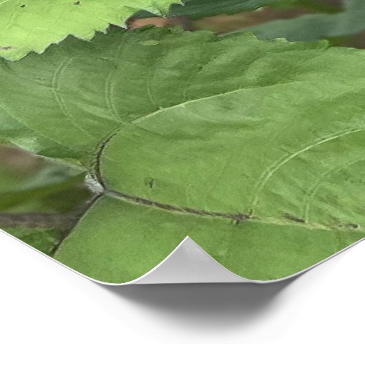 Zonnebloem Field Natuur Foto Poster (Hoek)